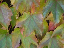 Close up autumn colored, green, yellow and pink maple tree leaves. Colorful, seasonal natural background