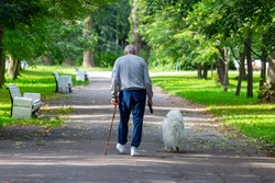An elderly tall stooped man with a stick walks through the park with a dog on a leash. View from the back