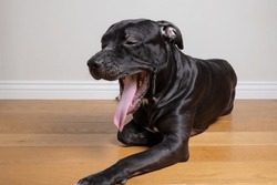 American Pit Bull Terrier yawns lying on a wooden floor. Dog breath during heat
