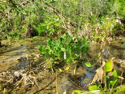View from Boardwalk in Audobon Corkscrew Swamp Sanctuary, Florida Everglades Ecosystem - Nature Walking Trail, Swamp