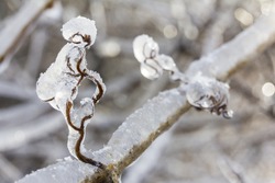 Close-up photo of beautiful frozen twigs on a branch in winter with snow and ice making intricate patterns