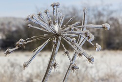 close-up photo of fantastic shapes of withered flowers in winter, covered with ice 