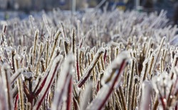 Close-up photo of red twigs of frozen hedge covered with thick ice