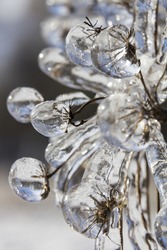 Macro photo of frozen meadow flowers engulfed in ice in winter