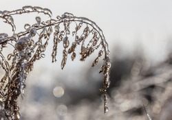Close-up photo of frozen meadow flowers engulfed in ice in blurred background with reflexes of light