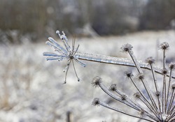 close-up photo of fantastic shapes of withered flowers in winter, covered with ice 