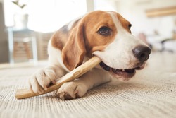 Warm toned close up portrait of cute beagle dog chewing on treats and toys while lying on floor in home interior