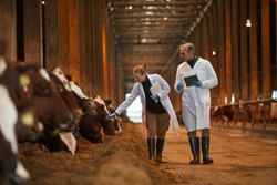 Full length portrait of two veterinarians walking towards camera while inspecting cows at dairy farm, copy space