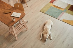 Warm toned high angle view at white Labrador dog lying on floor and waiting for owner in modern home interior, copy space