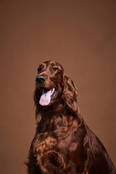 Vertical portrait of beautiful Irish Setter dog looking at camera while sitting against brown background in studio, copy space