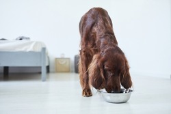 Full length portrait of Irish Setter dog eating dog food from metal bowl in home interior, copy space