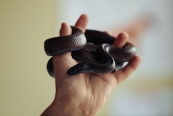 Close up of hand holding little snake coiled around fingers with blurred background, copy space