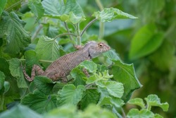Oriental garden lizard,  Indian garden lizard, common garden lizard, bloodsucker, or changeable lizard (Calotes versicolor)  observed in the wetlands near Virar in Maharashtra