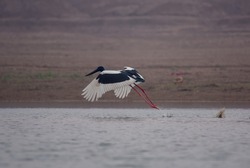 Black-necked stork (Ephippiorhynchus asiaticus), a tall long-necked wading bird observed in flight near Chambal river in Rajasthan, India