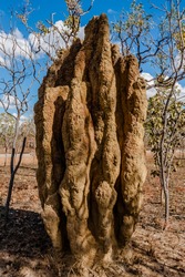 Cathedral termite mounds, Northern Territory, Australia