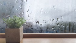 On a rainy day, see the water drops on the outside mirror blurred. (a rainy day window background)
Place the flowerpot on the wooden floor on the left.
Feelings, sadness, loneliness, nostalgia.