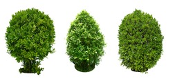 Bush, Dwarf trees, ornamental trees, shrubs.,
Siamese rough bush, pruning tree for garden decoration. 
Total of 3
Isolated on white background and clipping path.
