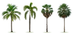 Coconut tree, foxtail palm, palmyra tree and Chinese fan palm isolated on white background.Collection of tropical palm tree.Suitable for decor on website, artwork and print screen.