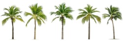 Coconut palm tree isolated on white background.Collection of palm tree.