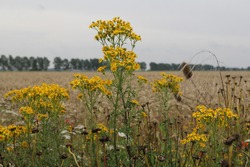 a big yellow flowering ragwort in front of a wheat field in the countryside in summer