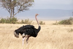 Male Common Ostrich (Masai / North African Ostrich) taking its turn guarding the nest during the dry season on the African Savannah - Ngorongoro Conservation Area, Tanzania.
