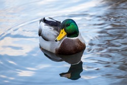 Duck swimming in a pond