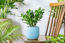 Succulent Crassula ovata (Crassula portulacea) planted in a ceramic pots decoration in the living room. Houseplant care concept. Indoor plants. Decoration on the desk.