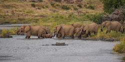 Elephants going to drink at water point. Kruger National Park, South Africa