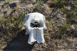 Elephant Skull