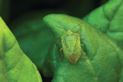Southern green stink bug standing on a leaf. Southern green shield bug sitting on a New Zealand spinach leaf. Close up of southern green stink bug Nezara viridula.