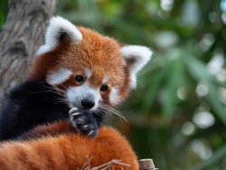 Endangered Red Panda in Captivity