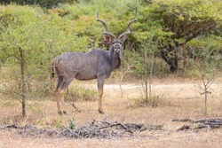 Greater Kudu in natural bushland habitat in an east African protected park