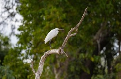 Snowy Egret small white heron perched in a tree in protected natural habitat along the Rufiji River, East Africa