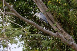 Grey heron long-legged wading bird perched in a tree along the Rufiji River, East Africa