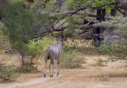 Greater Kudu walking away from camera in natural bushland habitat in an east African protected park