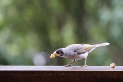 Noisy Miner bird stealing food from a table top in natural habitat in eastern Australia