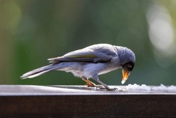 Noisy Miner bird eating food from a table top in natural habitat in eastern Australia