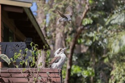 Kookaburra bird being attacked by Noisy Miner in natural rainforest habitat