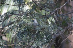 Noisy Miner bird natural habitat in eastern Australia