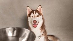Siberian husky looking at camera with dog bowl as a foreground.