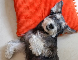 A black miniature schnauzer sleeping tight like a baby on red pillow with copy space