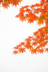 Red Autumn Japanese Maple Leaves on White Background