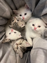 5 Scottish kittens were put in a basket together.
