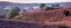 Blooming Heather field in the Netherlands national park Veluwezoom, purple hills of the Posbank, blooming flower fields in August