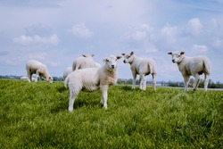 Lambs and Sheep on the dutch dike by the lake IJsselmeer, Spring views, Netherlands Sheeps in a meadow on green grass. Netherlands Noordoospolder