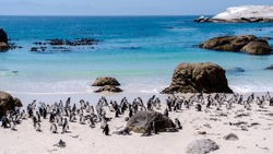 A group of Penguins at Boulders Beach in Simons Town, Cape Town, South Africa. Beautiful penguins. Colony of African penguins on a rocky beach in South Africa Western Cape