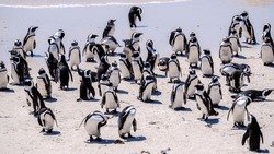 A group of Penguins at Boulders Beach in Simons Town, Cape Town, South Africa. Beautiful penguins. Colony of African penguins on a rocky beach in South Africa.