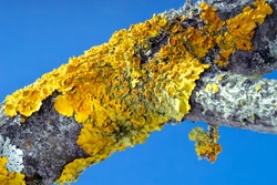 Xanthoria parietina, also known as common orange lichen, yellow scale, maritime sunburst lichen and shore lichen on the bark of tree trunk. Lichen against the sky.