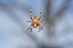 European garden spider, diadem spider, orangie, crowned orb weaver  (Araneus diadematus) in spiderweb. Place for text.