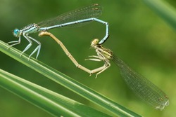 Dragonflies mating,  mating wheel, dragonfly heart, macro